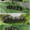 vanes cardui larva3 volg